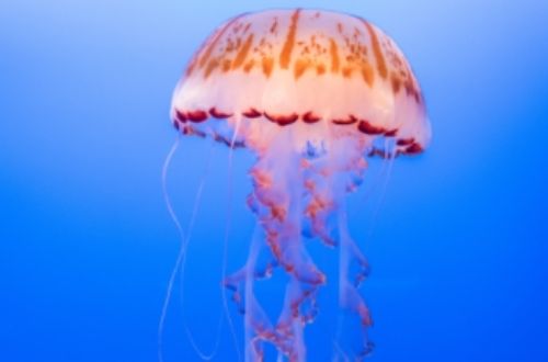 Características de las medusas