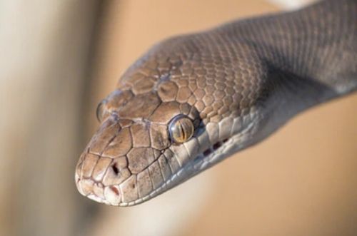 Características de las serpientes
