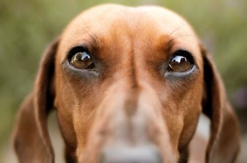 Las múltiples enfermedades que producen ojos rojos en los perros