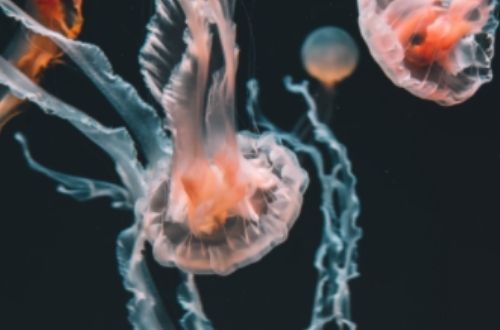 Nutrición y reproducción de las medusas