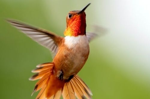Qué come el colibrí 