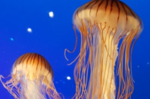 Toxicidad y picadura de las medusas