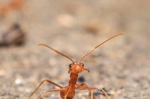Las hormigas su significado espiritual