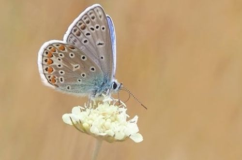 Qué significa ver mariposas