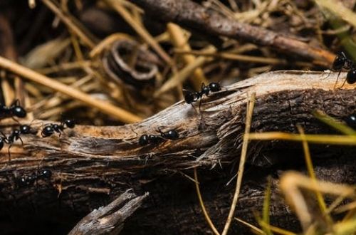 Significados de las hormigas voladoras y las tradicionales en casa