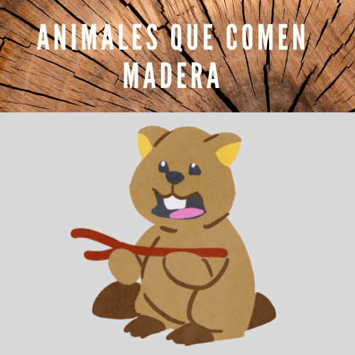 Animales Que Comen Madera [ Muy Interesante 2020]