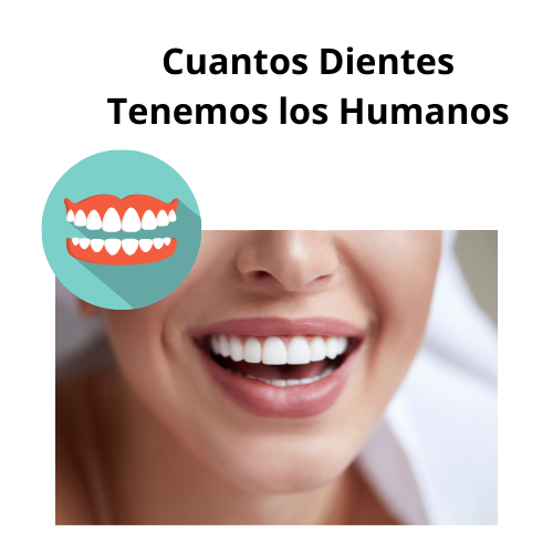 1 Cuantos Dientes Tenemos los Humanos [ 2021 ]