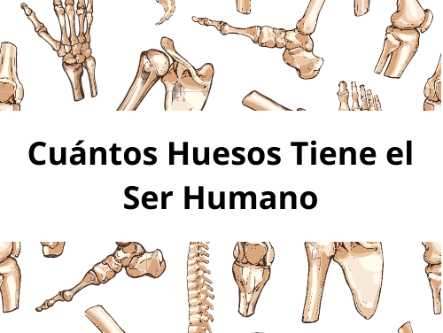 Cuántos Huesos Tiene el Ser Humano