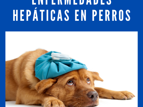 Enfermedades hepáticas en perros