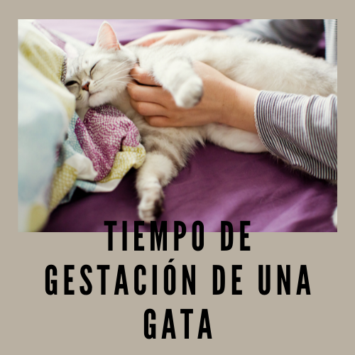 1 Tiempo de gestación de una