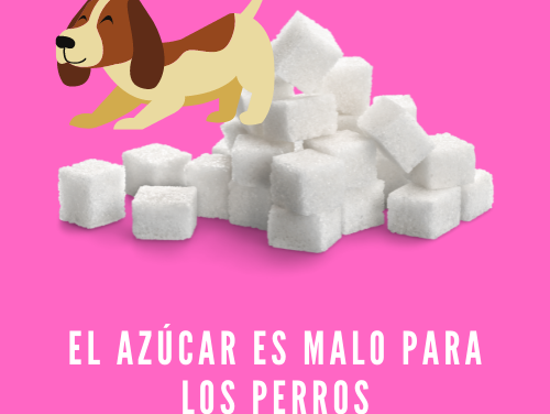 El azúcar es malo para los perros