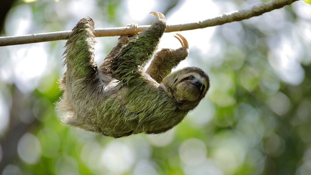 ¿Es legítimo ese santuario de animales que quieres visitar?