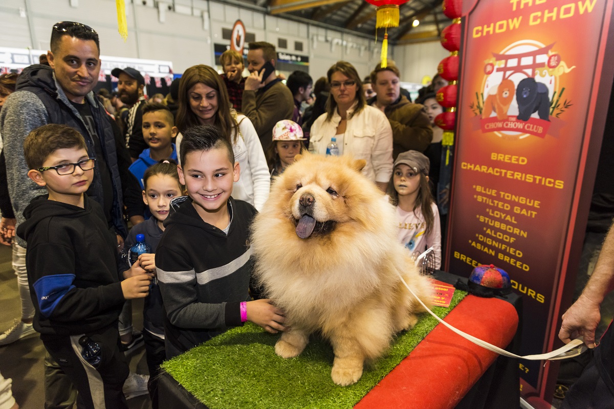 Dog Lovers Show regresa después de tres años