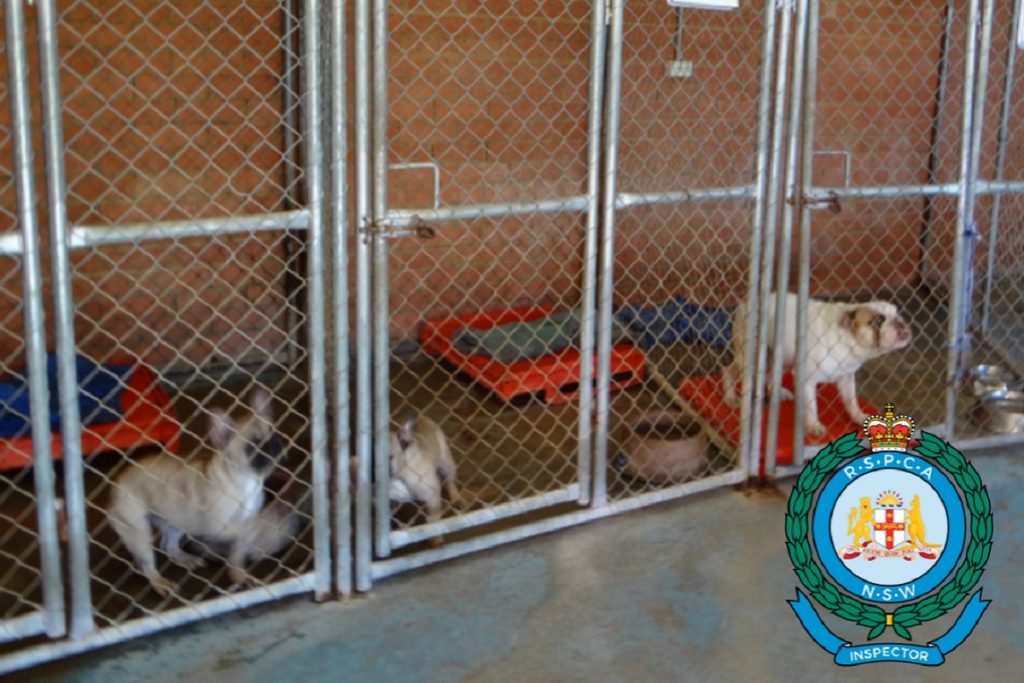 Criador culpable de maltratar a perros mantenidos debajo de una clínica veterinaria