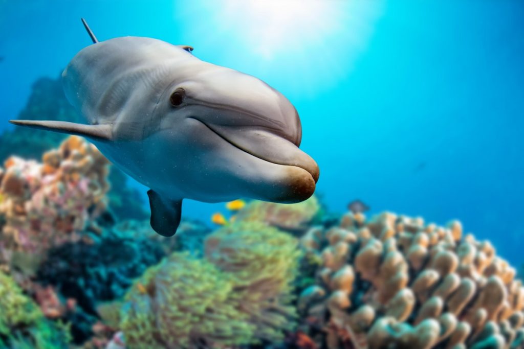 Los delfines machos populares producen más descendencia