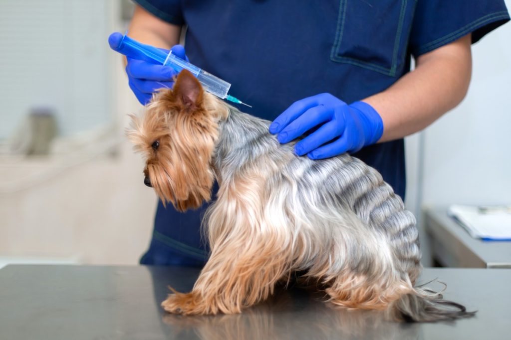 Paws for Purpose combate las muertes por parvovirus