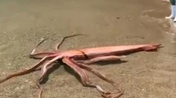 Los calamares gigantes viven en las profundidades del mar, y es inusual que uno sea arrastrado vivo a la orilla.