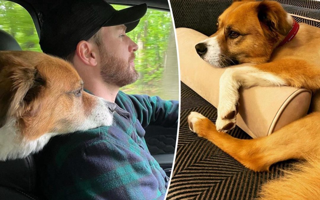 Chris Evans celebró el Día Nacional del Perro de Rescate con el perro Dodger