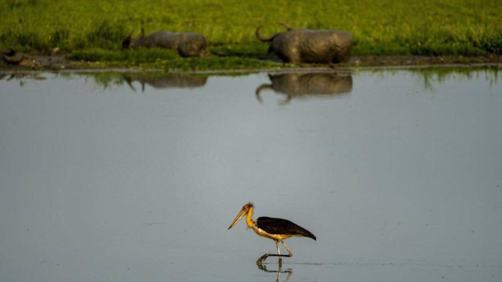5 humedales más en India reciben etiqueta internacional