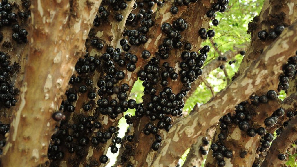 Jabuticaba: la superfruta que está aquí hoy, se ha ido mañana