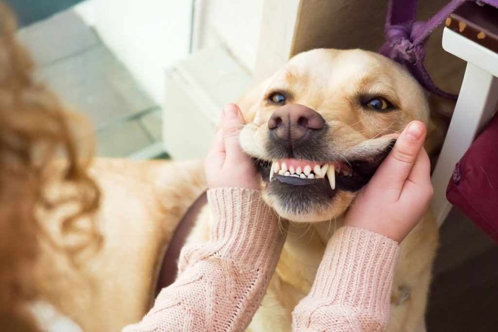 Cinco consejos para la salud dental de las mascotas en el Mes Nacional de la Salud Dental de las Mascotas