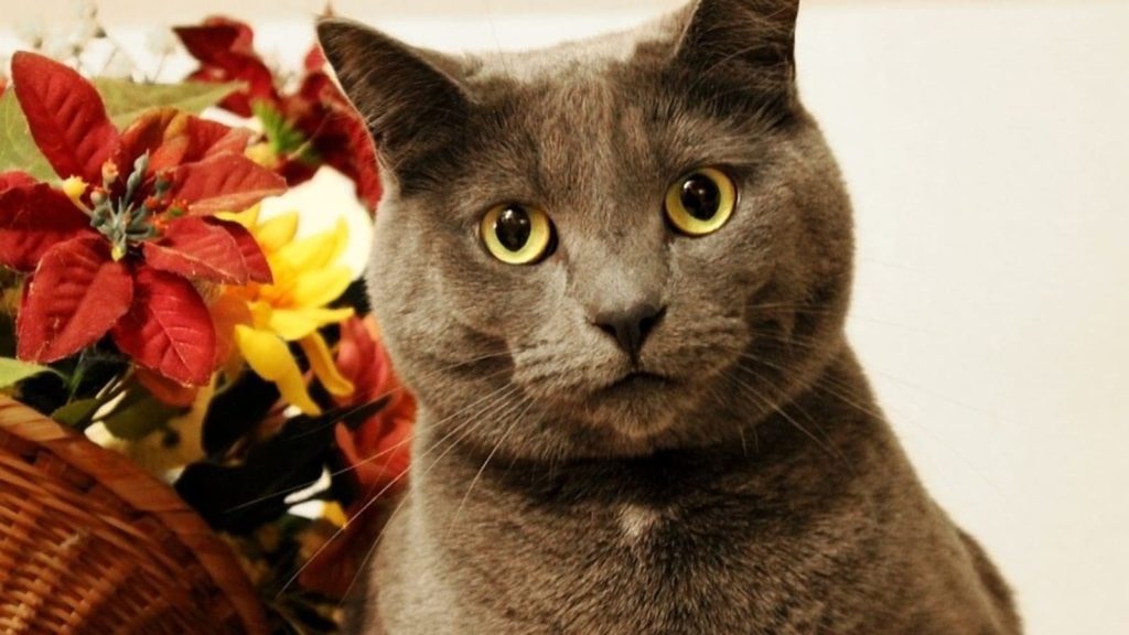 6 plantas de interior que son dañinas para tus mascotas