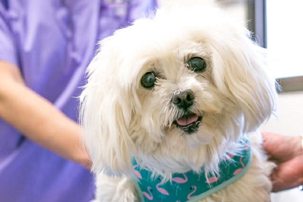 Safe Pets Safe Families recibe 50 toneladas de donaciones de alimentos