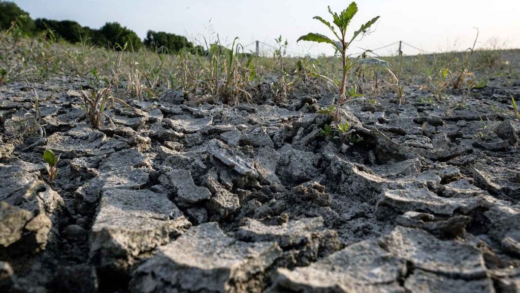 ‘Heatflation’: cómo las altas temperaturas hacen que los precios de los alimentos se disparen