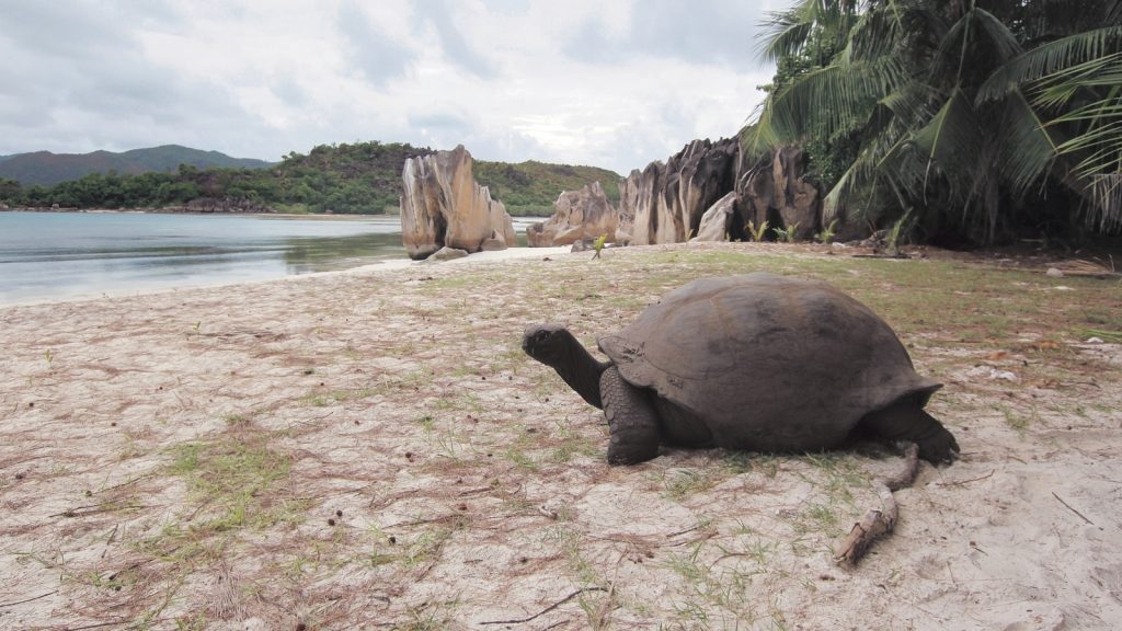 La conferencia de vida silvestre aumenta la protección de los tiburones y las tortugas