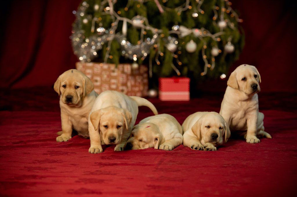 Guide Dogs Victoria llama a criadores de cachorros voluntarios esta Navidad