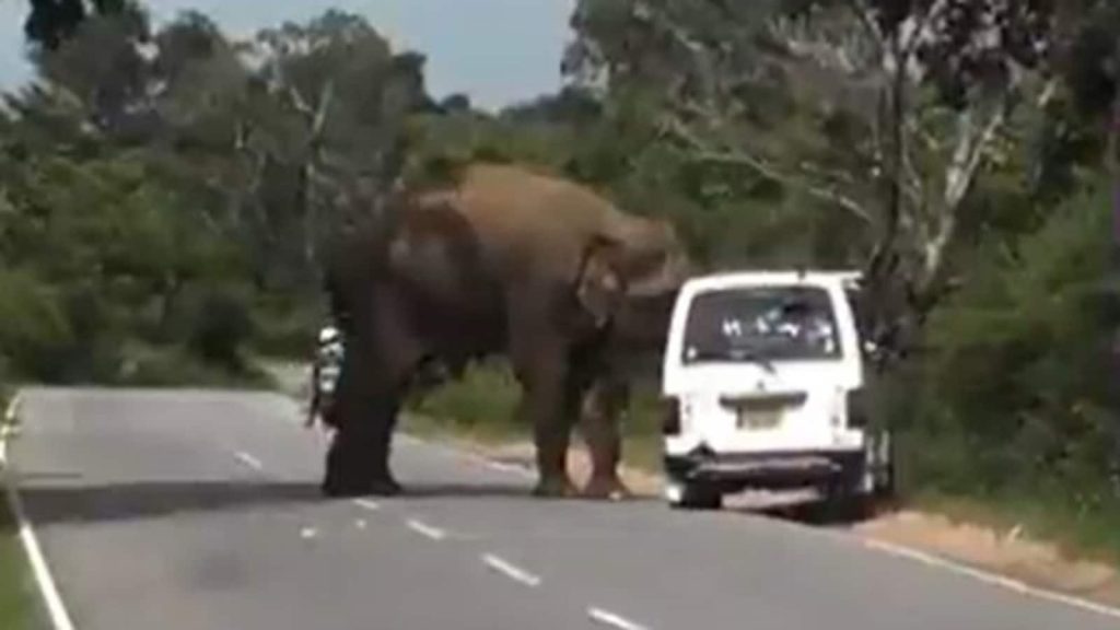 Reloj | ‘Si te alimentas salvaje, se alimentará de ti’: oficial de IFS comparte video de elefante con advertencia