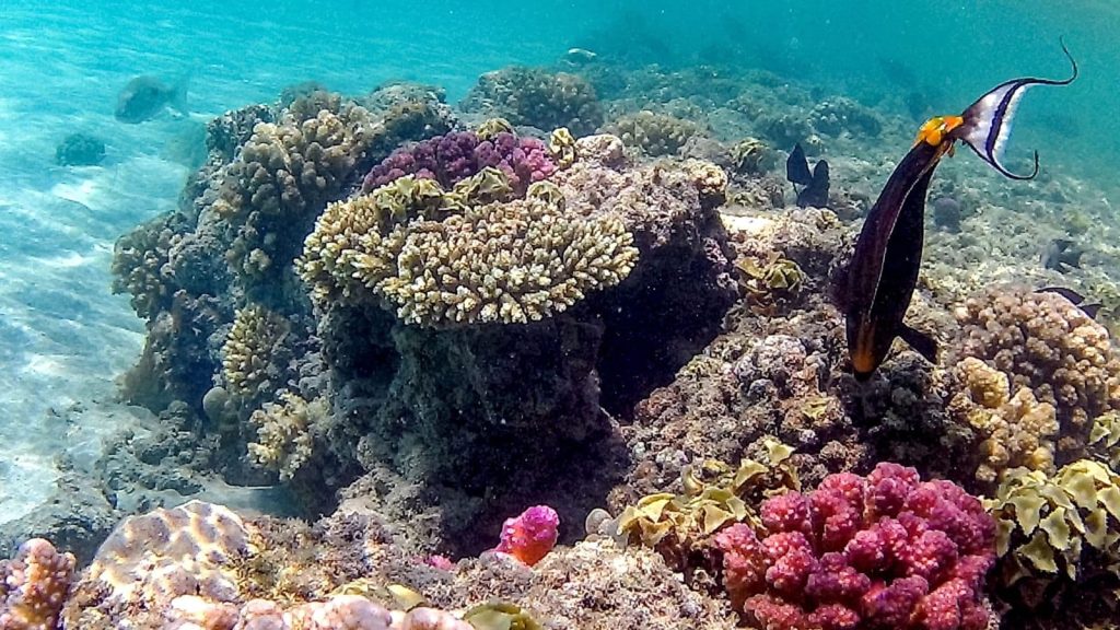 Los peces se pelean ‘innecesariamente’ por la comida debido al cambio climático: estudio